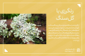 رنگرزی با گیاه گل سنگ-شرکت فرش ایران