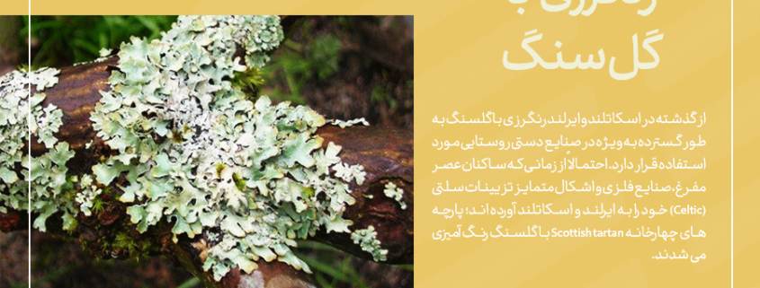 رنگرزی با گیاه گل سنگ-شرکت فرش ایران